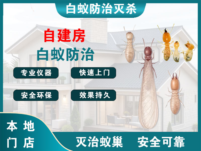 惠山自建房白蚁防治